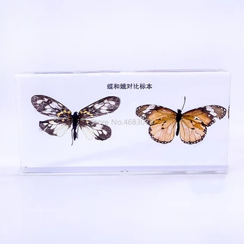 

Brand New Contrast specimens of moths and butterflies In clear Lucite Educational Explore Instrument 16.6x8x2.2cm