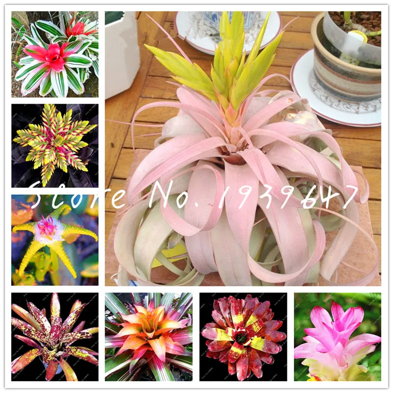 

Free Shipping 100 Pcs Bromeliad Tillandsia Bonsai Succulent Fresh Air Plant Lazy Plants Bonsai For Home Garden Very Easy Growing