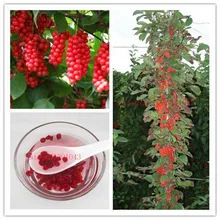 100 pcs schisandra Seeds, tree fruit bonasi tree for DIY Home Garden Plant Chinese Magnolia Vine Edible Fruit Seeds