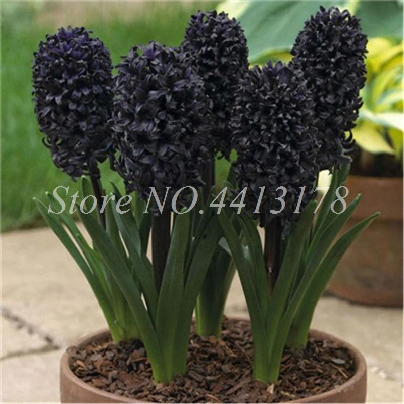 100 pcs Bonsai Hyacinth Perennial Hyacinth Potted Plant, Indoor Planta Easy Grow In Pots, Bonsai Flower Plants for Home Garden