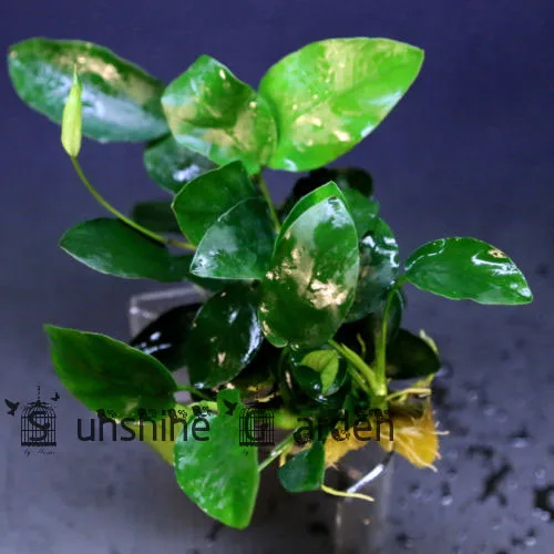 5 Gram Fish Tank Grass Aquarium Plants Anubias Nana Barteri Underwater Ornament Hydroponics Plant