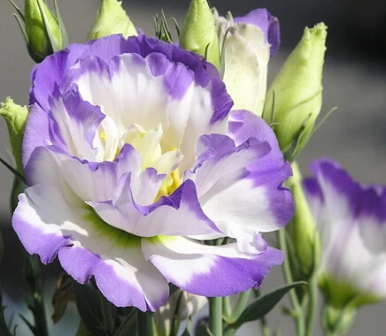Common Garden Plants common garden plants reviews - online shopping common garden Common Garden Plants common garden plants reviews - online shopping common garden