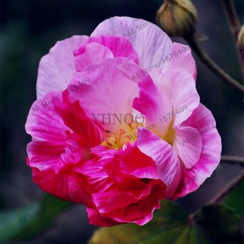 100 шт./пакет бонсай Гибискус flores Гибискус mutabilis цветок, многолетнее растение цветок растения для дома и сада пользы завода - Цвет: 12