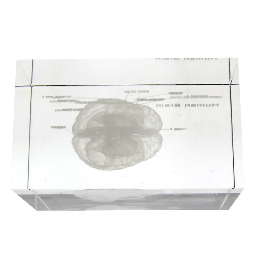 Tanie 3D ludzki model anatomiczny przycisk do papieru Laser trawiony mózg kryształowa kostka szklana anatomia umysł neurologia myślenie medycyna nauka prezent