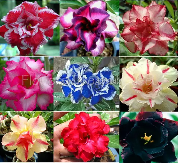 Image Result For Garden Center Rosa Do Deserto