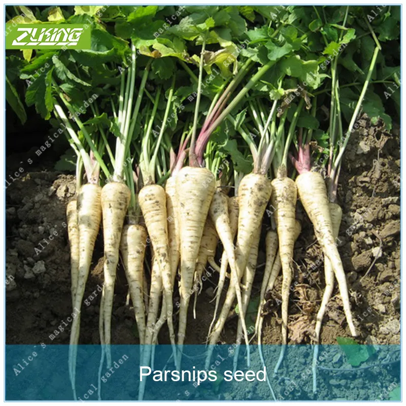 

ZLKING 100pcs Parsnip Grass Bonsai Plants For Home Garden Gardening Decorations And Ornaments Outdoor Natural Flowers