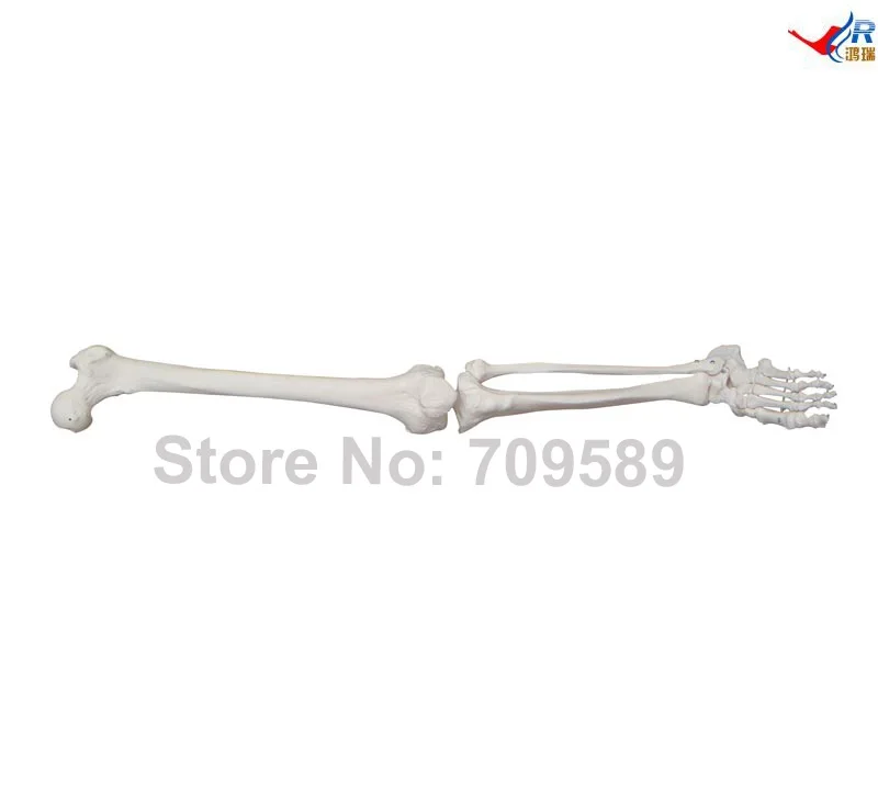 

Life-Size Lower Extremity