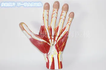 

60 marks number Hand Muscles with Vascular Nerve anotomy Model Palm Hand Knuckles with muscles and vein
