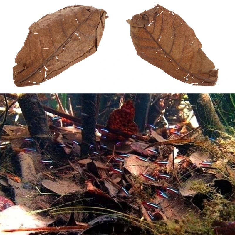 

10/20/50/100Pc Natural Terminalia Catappa Leaves Cleaning Treatment Fish Tank Filter Aquarium Foetida Leaves Shrimp Catfish Love