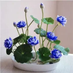 Большая промакция! Голубая вода Лилия бонсай Гидропоника 5 шт. растения водный горшок для растений миска с изображением лотоса