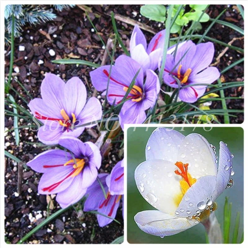 

Japanese Bag 100 Pcs Saffron Plants Crocus Flower (Not Crocus Saffron Bulbs) Garden Bonsai Plante Pot Garden Flower Gift To Wife