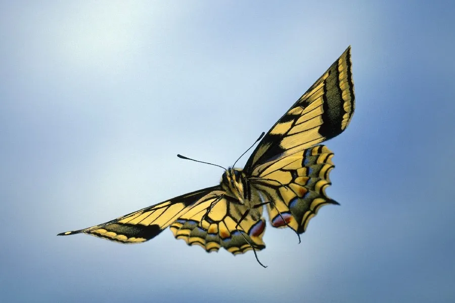 Unduh - Kupu-kupu ini serangga, rambut kuning, tubuh hitam dan dua antena —  Stok Gambar | Kupu-kupu, Serangga, Kuning