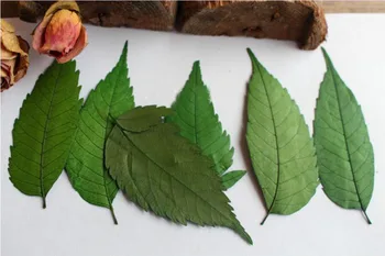 

60pcs Green Pressed Dried Gynostemma Pentaphyllum Leaf Leaves Plant Herbarium For Jewelry Bookmark Craft Making Accessories