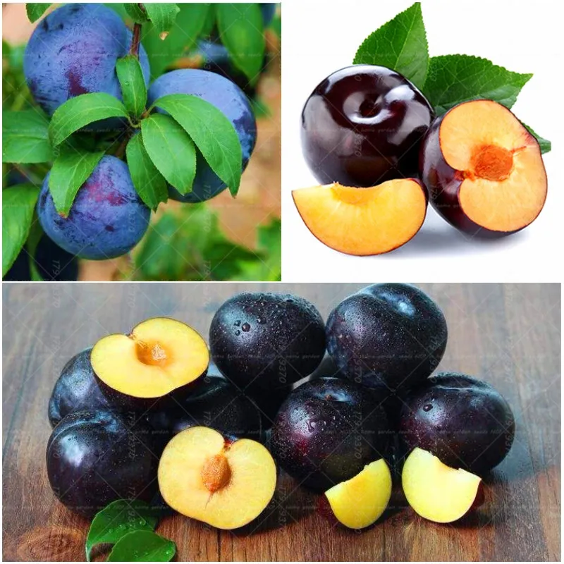 

20pcs Gaint Black Plum Bonsai Rare edible fruit tree bonsai organic perennial potted plant for home garden plants planting