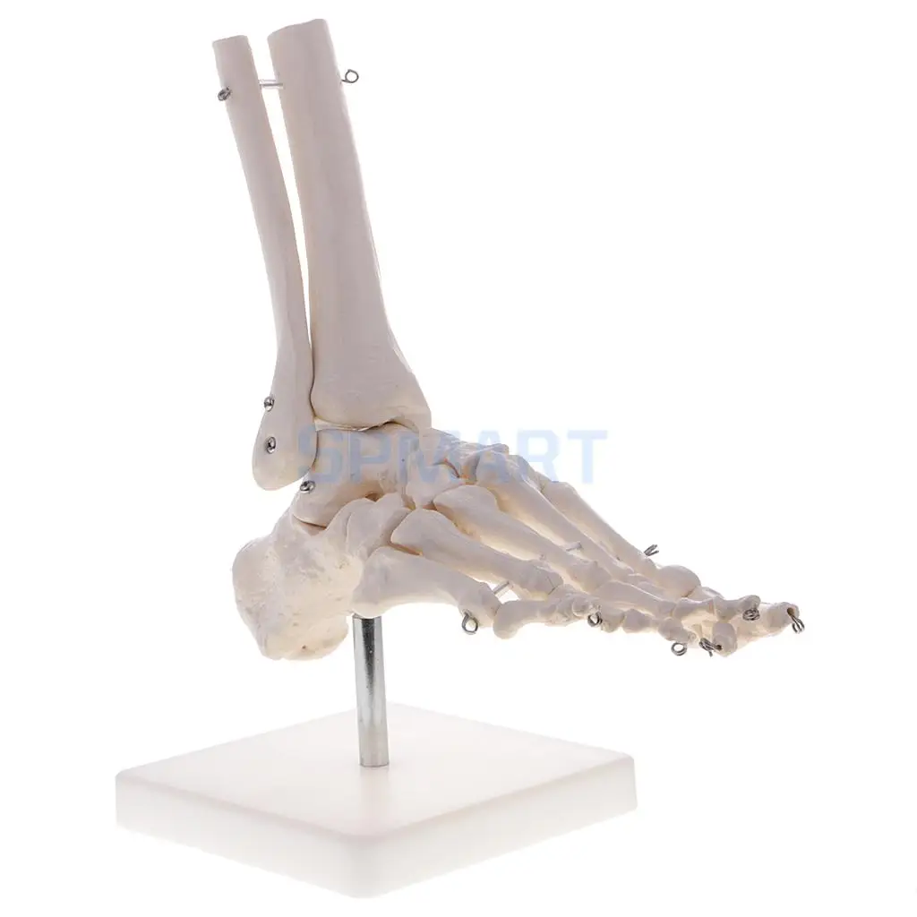 1:1 Human Knee Joint Skeleton +Human Foot & Ankle Joint Model School Teaching Display Lab Supplies Kits