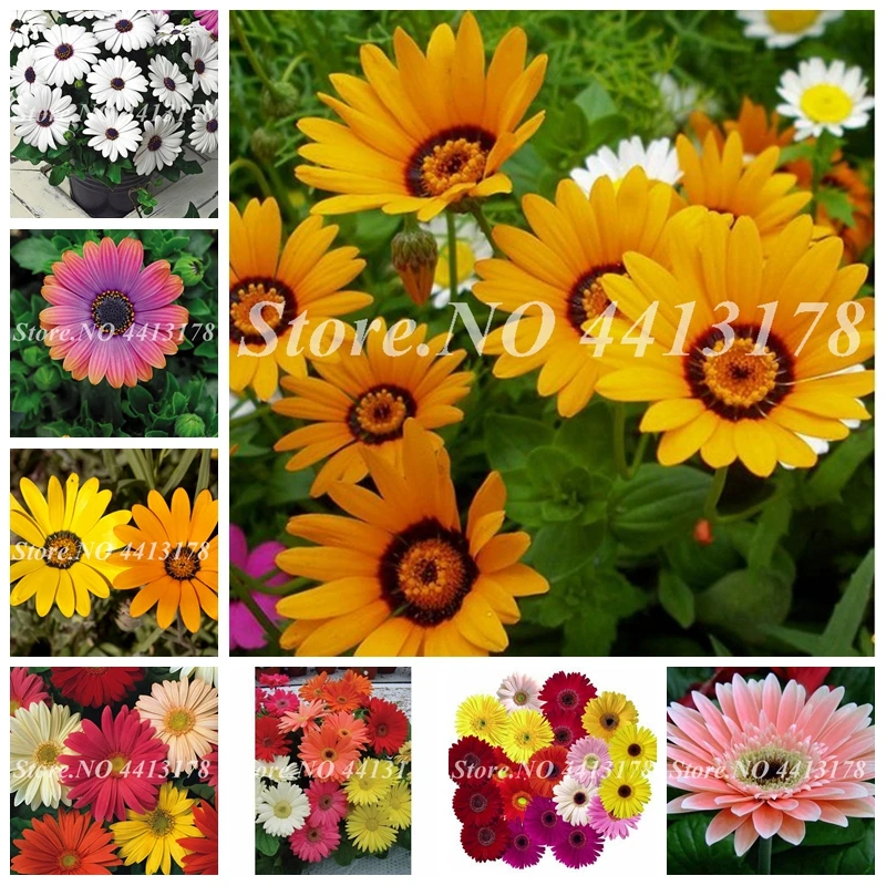 

New 100 pcs Imported Daisy Plant Rare Bonsai Big Chrysanthemum Flower Long Flowering Period for Home Garden Flore Pot Decoration