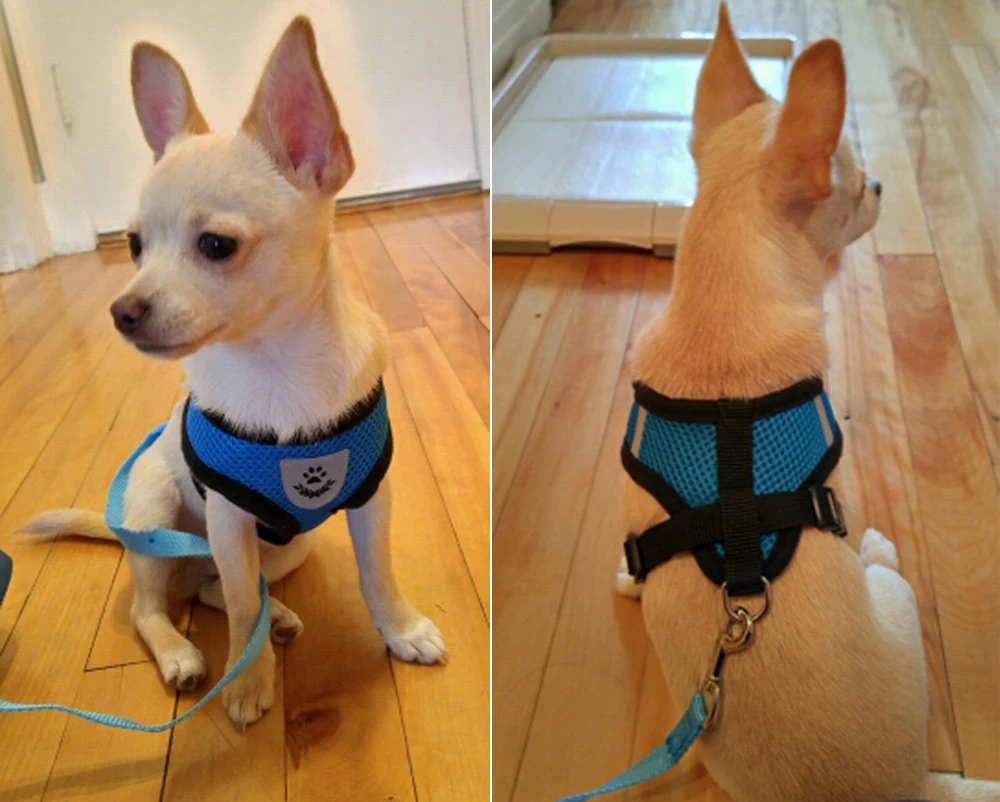 Chihuahua puppy harness Clearance