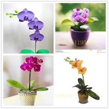 Phalaenopsis seeds, 50 pcs rare mini orchid flower seeds for home decoration easy grow