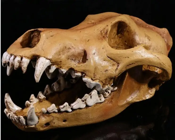 1:1 simulation of wolfhead bone model Medical Science Educational Supplies Skull Skeleton Mold Kids Gifts