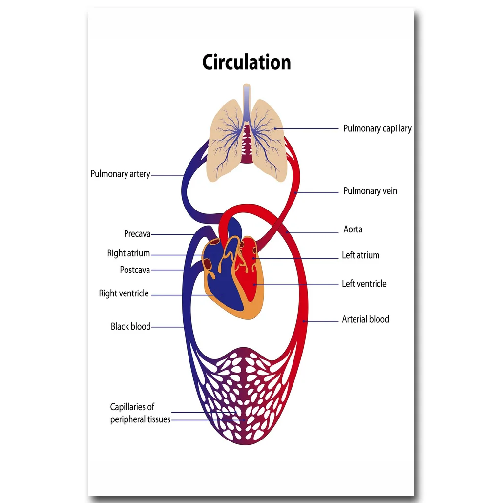 Blood circulation. Blood circulation. Pulmonary circulation. Circulation. Пример написания air breathing circulation медицине.