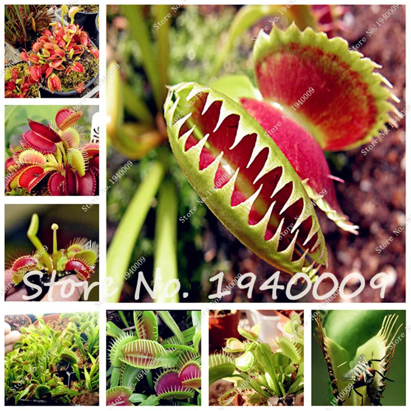 

On Sale!!! 50 Pcs Dionaea Muscipula Giant Clip Venus Fly Trap Bonsai Insectivorous Plant Garden Plant Family Potted Home&Garden