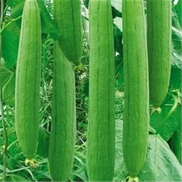 

10Pcs Loofah Luffa cylindrica angular towel gourd long luffa organic vegetable for home garden plants Easy to grow