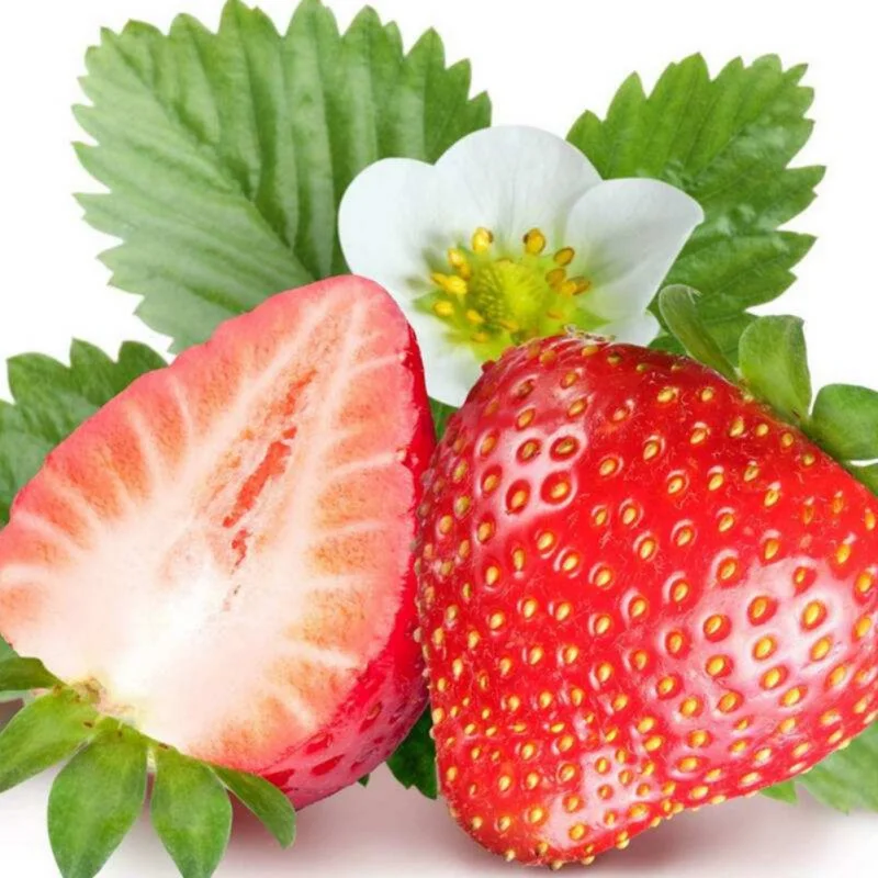 

500pcs/set Strawberry Seed Kit Perennial Herbs Seeds Garden Decor