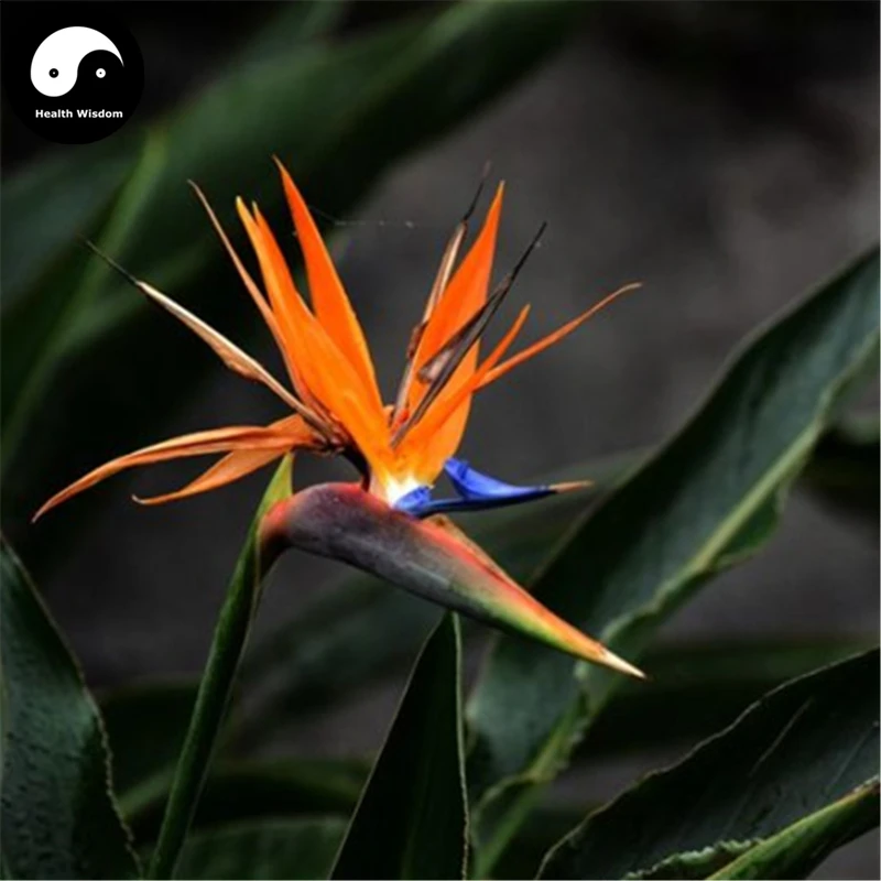 Купить птица рая цветок Semente 120 шт растительная стрелитция королевская Aiton для He Wang Lan
