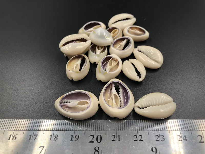 

30pcs 20~22mm Natural Half Cut Beige cream Shell For Scrapbook Craft DIY Handmade Seashell conch cowry Nautical Home Decoration