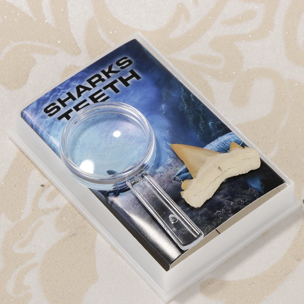 Rock Mineral Collection Shark Tooth Specimen PK506-2 Science Educational Toy