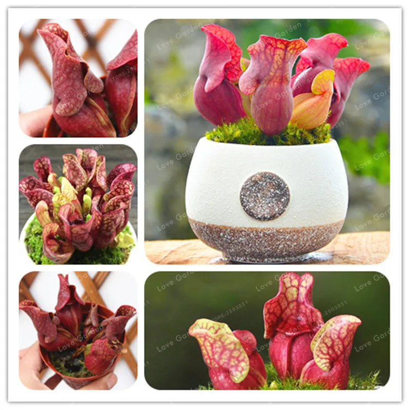 

Purple Pitcher Bonsai Plant Sarracenia Purpurea Flower Bonsai Carnivorous Plant Flowers Planting Office Mini Plants 50 PCS