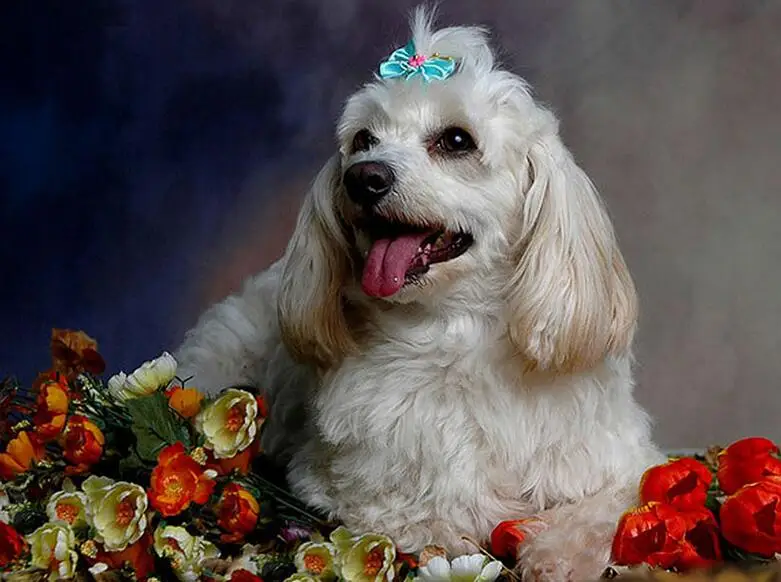 5D DIY Full Square drill Diamond Painting Cross Stitch Flower &amp cute dog Rhinestone Embroidery Mosaic decor | Дом и сад