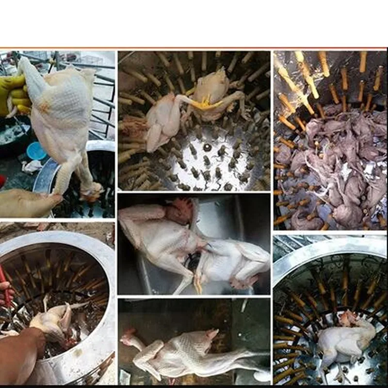 очистки курам