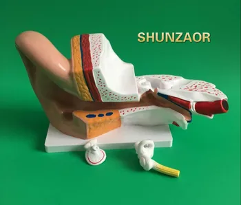 

3X Enlar the enlarged ear model Ear structure anatomy Human ear anatomical model with denture teeth organizadores for esquelet