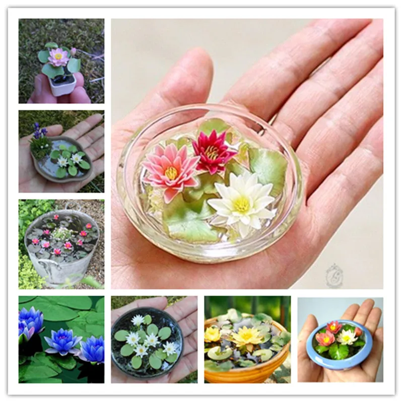 10 Pcs/Bag Lotus Flower, Mini Lotus Bonsai Aquatic Plants Bowl Lotus Water Lily Flores Perennial Plant For Home & Garden Decorat 10 Pcs/Bag Lotus Flower, Mini Lotus Bonsai Aquatic Plants Bowl Lotus Water Lily Flores Perennial Plant For Home & Garden Decorat