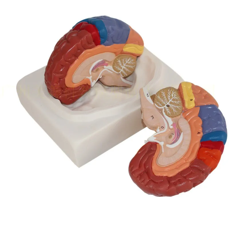 

2 Part Color Human,Brain Function Domain Anatomy Anatomical Model Medical Artificial Cerebral Cortex Teaching