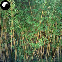 Купить Шелковый бамбуковое дерево Semente 30 шт. завод Bambusa мультиплекс для Qin Si бамбук