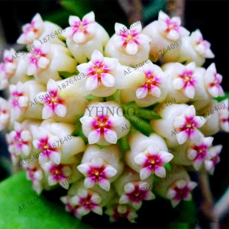 Редкое 100 шт./пакет Hoya цветок flores, Орхидея, растения, в помещении бонсай цветок, естественный рост горшок для дома и сада посадки - Цвет: 17