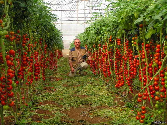 Hot Sale red cherry tomato plants Time-limited Regular Novel potted Plants bonsai vegetables for home garden 200pcs/pack