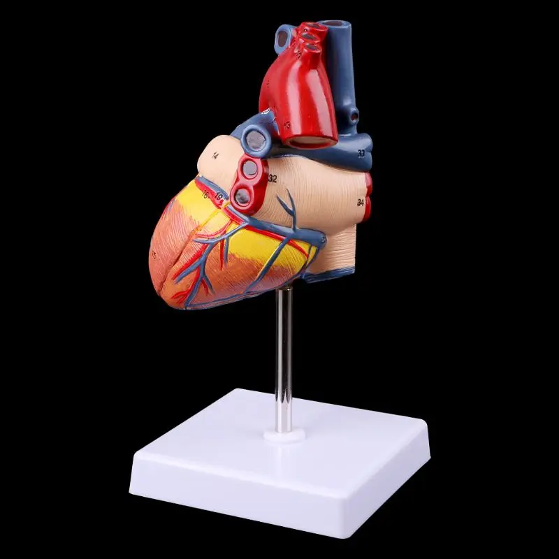 2019 Новый разбирается анатомический модель сердца человека используется в анатомический медицинский обучающий инструмент с номером mark