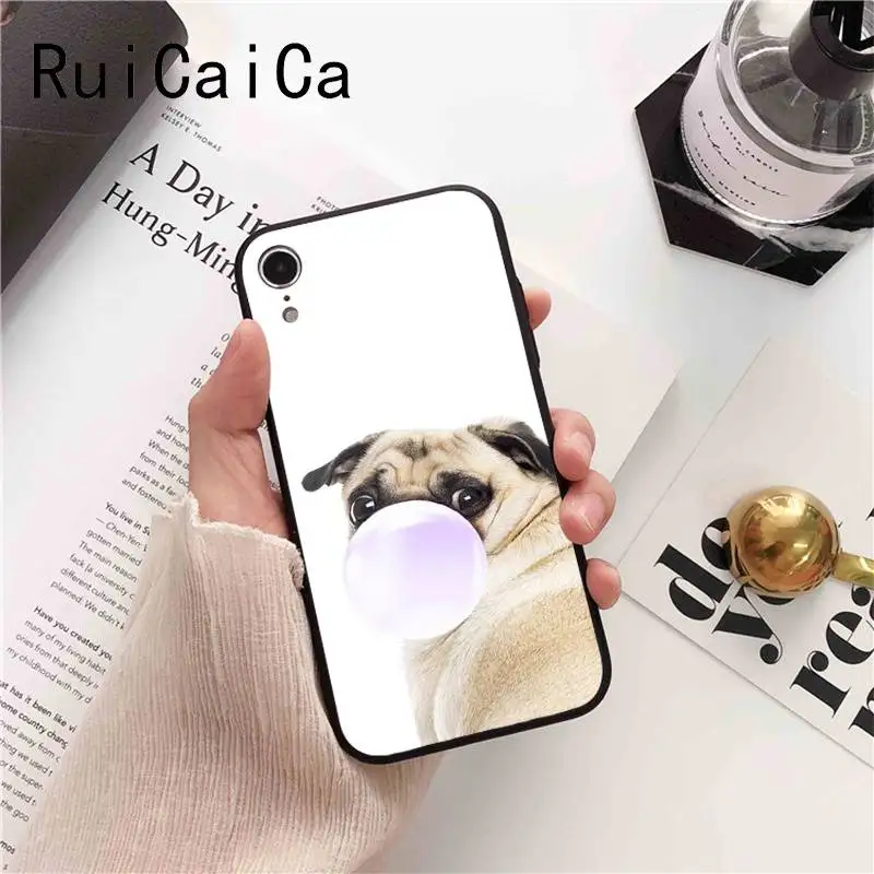 Animal Cute Pug Dog