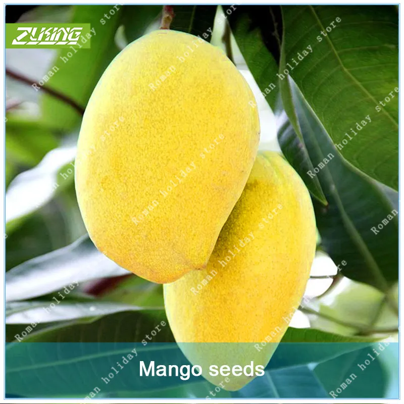 

5pcs Tropical Yellow Delicious Mango Scented Perennial Plants Sweet Exotic Fruit Plants Bonsai Home Garden