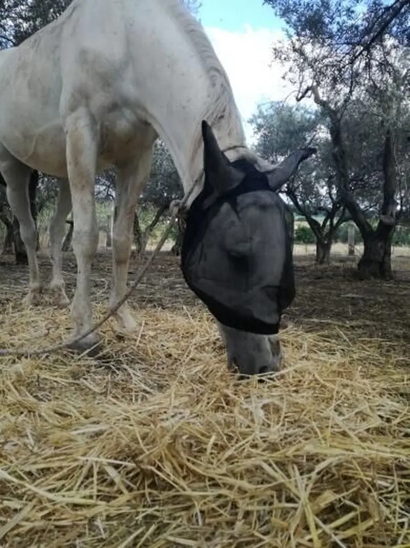 الحصان يطير قناع الوجه غطاء رأس الحصان معدات ركوب الخيل سباق الفروسية Paardensport يطير بونيه صافي الأذن المكس حامي الحصان يطير قناع الوجه غطاء رأس الحصان معدات ركوب الخيل سباق الفروسية Paardensport يطير بونيه صافي الأذن المكس حامي