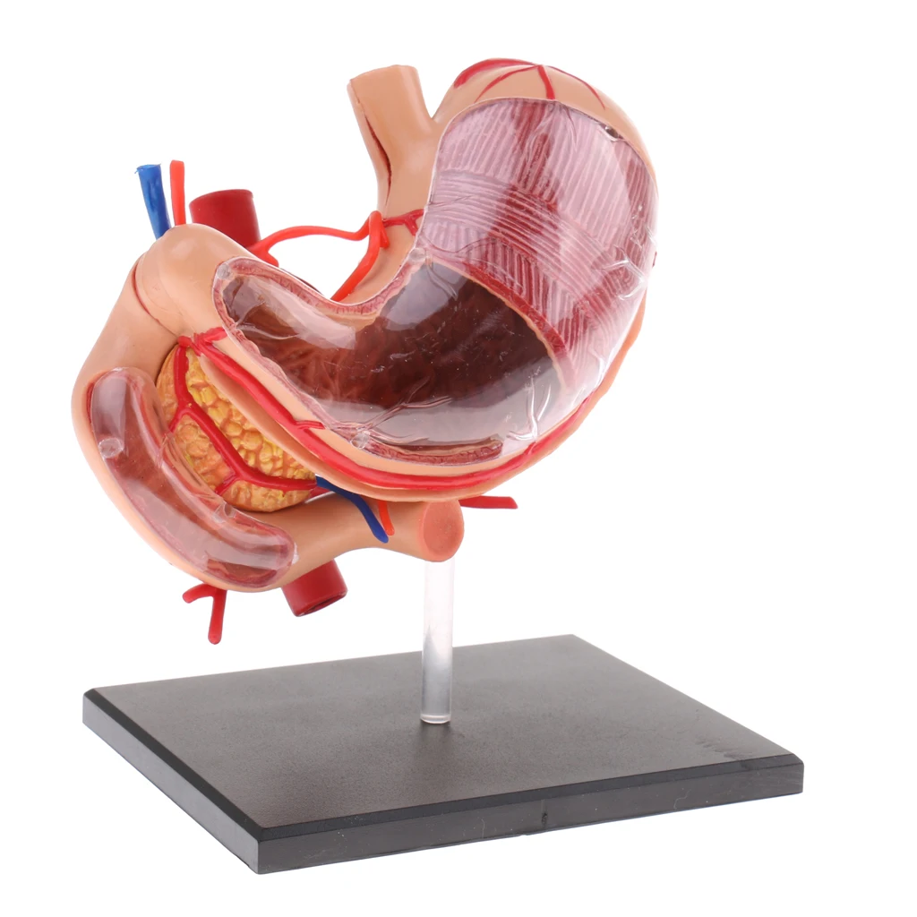 

2:3 Human Stomach & Pancreas Organs Medicine Anatomical Model Anatomy Science Learning