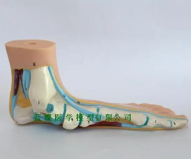 Модель ноги модель человека ноги ладони мышцы Модель арки ноги Анатомия ноги
