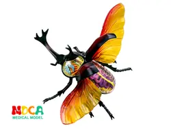 Небесные насекомых 4d master головоломка Сборка игрушки животных Пособия по биологии орган анатомическая модель медицинская модель обучения