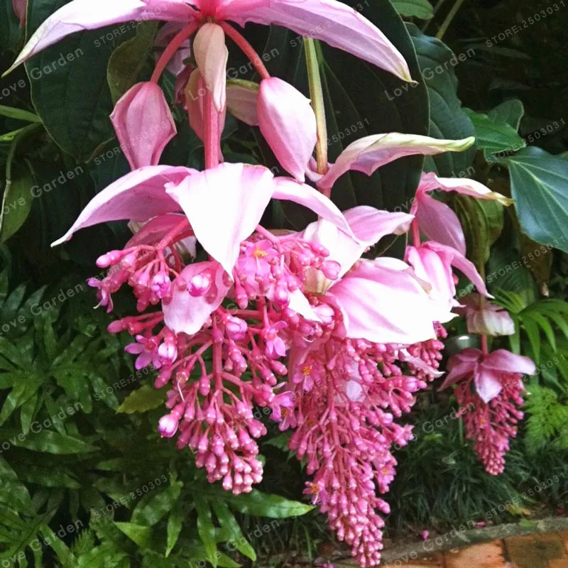 Medinilla Magnifica бонсай очень прекрасный бонсай из цветов растение для дома цветок для украшения сада бонсай 100 шт Medinilla Magnifica бонсай очень прекрасный бонсай из цветов растение для дома цветок для украшения сада бонсай 100 шт