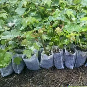 Us 0 99 Plant Nursery Bags For Flower Vegetable Transplant Breeding Pots Garden Planting Grow Pot Non Woven Fabrics In Us 0 99 Plant Nursery Bags For Flower Vegetable Transplant Breeding Pots Garden Planting Grow Pot Non Woven Fabrics In