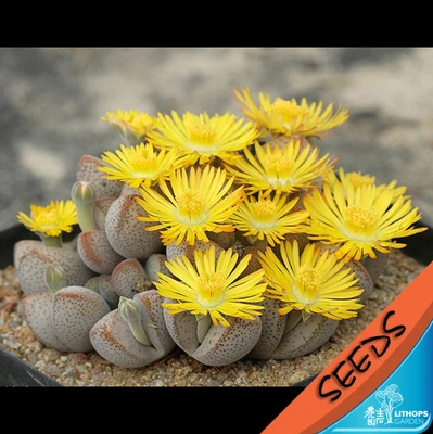 

100% Fresh Real lithops microspermus succulent cactus Semillas~Living stones