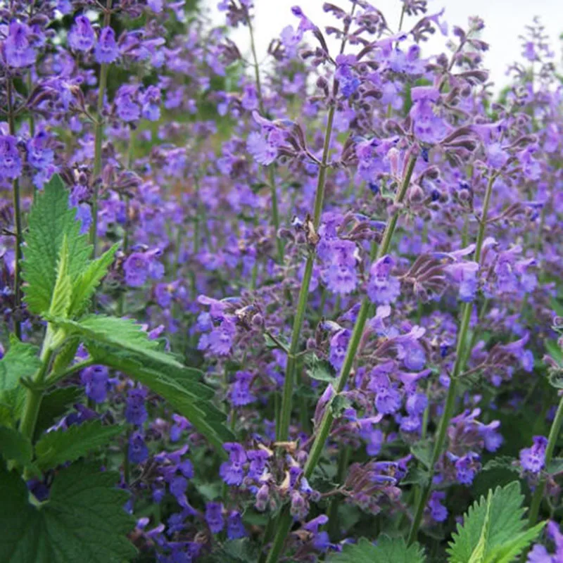 Novel Plant 400 шт Смешанные Catnip Саженцы бонсай для дома украшения сада Мятные ароматические травы Nepeta Cataria рассады Novel Plant 400 шт Смешанные Catnip Саженцы бонсай для дома украшения сада Мятные ароматические травы Nepeta Cataria рассады